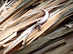 Caledoniscincus atropunctatus