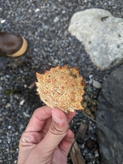 Telmessus cheiragonus