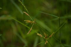 Cyperus polystachyos