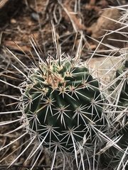 Echinocereus engelmannii fasciculatus