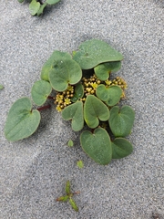 Dioscorea fastigiata