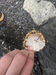 Telmessus cheiragonus