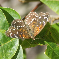 Anthanassa texana texana