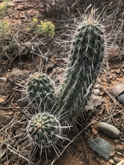 Echinocereus engelmannii fasciculatus
