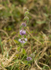 Mentha pulegium