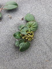 Dioscorea fastigiata