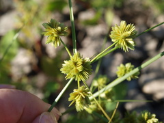 Cyperus acuminatus