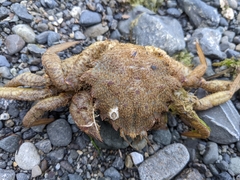 Telmessus cheiragonus