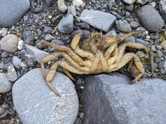 Telmessus cheiragonus