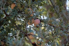 Andricus quercuscalifornicus