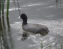 Fulica atra australis