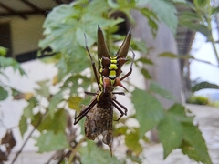 Micrathena pichincha