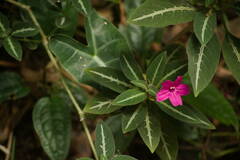 Ruellia makoyana, photograph (c) Kevin Faccenda, some rights reserved (CC BY)
