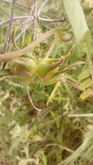 Ipomoea