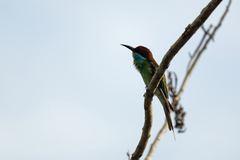 Merops viridis