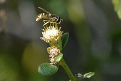 Sphaerophoria sulphuripes
