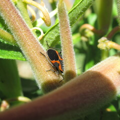 Lygaeus kalmii