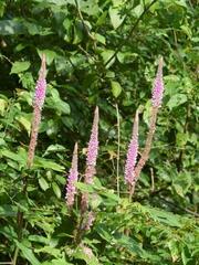 Uraria crinita