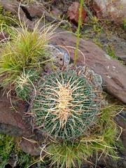 Echinofossulocactus crispatus