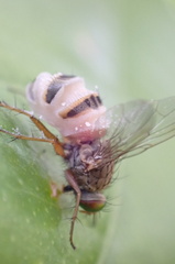 Entomophthora
