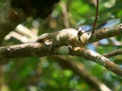 Tamiops mcclellandii