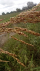 Sorghum halepense