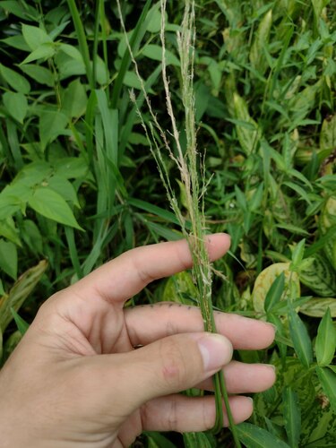 Sourgrass (Digitaria insularis)