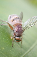 Entomophthora