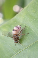 Entomophthora