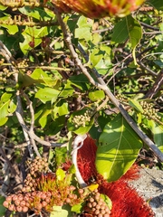 Combretum farinosum