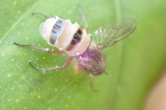 Entomophthora