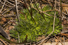 Stylidium piliferum