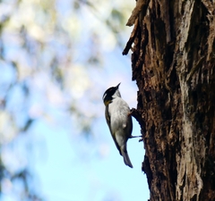 Melithreptus lunatus