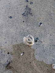 Abarenicola pacifica