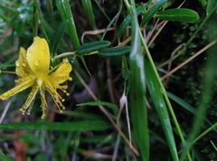 Hypericum nagasawae