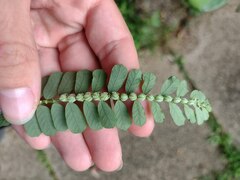 Phyllanthus leucanthus
