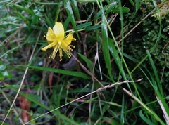 Hypericum nagasawae