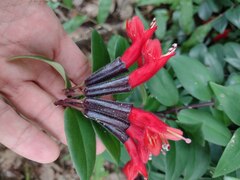 Aeschynanthus