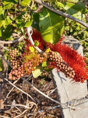 Combretum farinosum