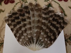 Strix uralensis