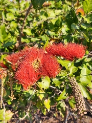 Combretum farinosum