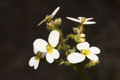 Stylidium piliferum