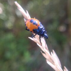 Euthyrhynchus floridanus