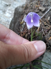 Adenophora morrisonensis