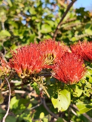 Combretum farinosum