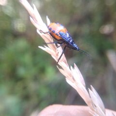 Euthyrhynchus floridanus