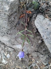 Adenophora morrisonensis