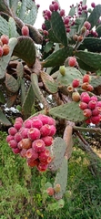 Opuntia hyptiacantha