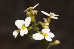 Stylidium piliferum