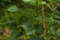 Erythrina poeppigiana